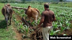 Campesinos pinareños